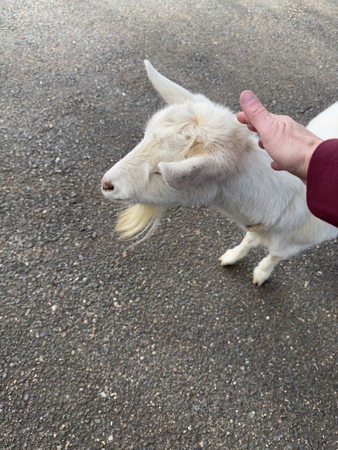 A white domestic goat (Capra hircus) interacts with a visitor at the petting zoo within Nokonoshima Island Park. These animal