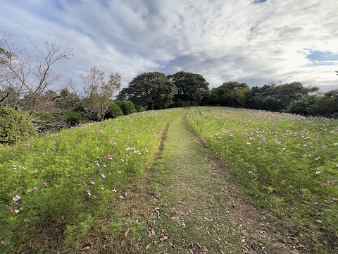 A winding dirt path traverses a sprawling field of blooming cosmos flowers (Cosmos bipinnatus) at Nokonoshima Island Park. In