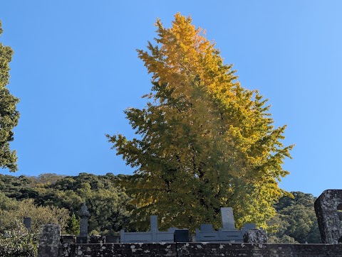 POI: Teramachi Ginkgo Tree
Fun Fact: Ginkgo trees are often referred to as "living fossils" because their species has remaine