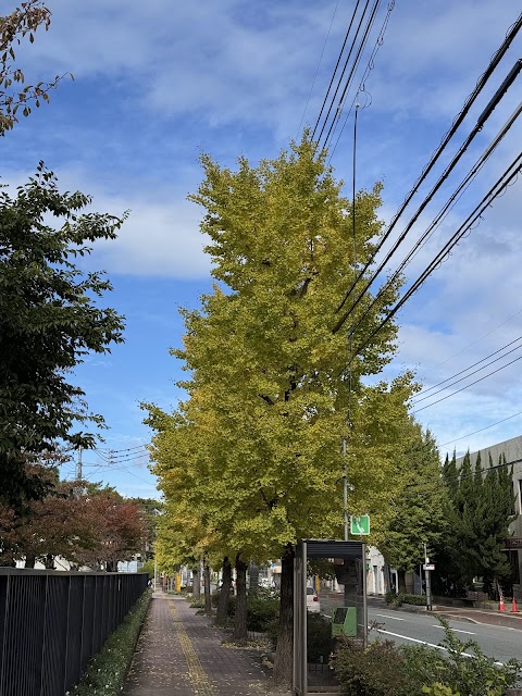 Strolling past these beautiful ginkgo trees as they turn yellow. Autumn in Fukuoka is truly lovely!